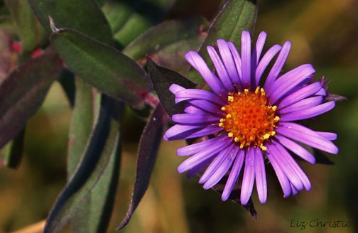 aster